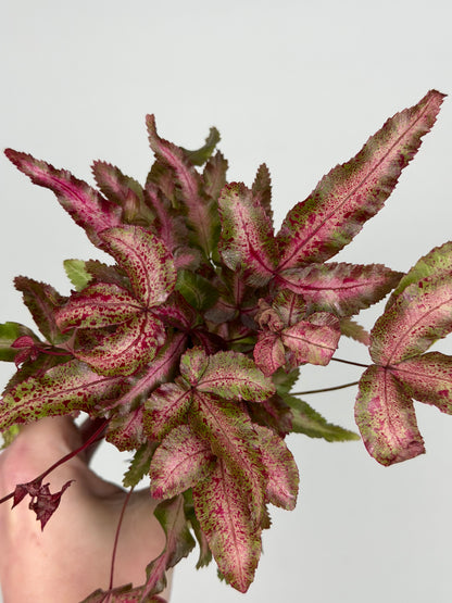 Pteris Cretica Albolineata Make up