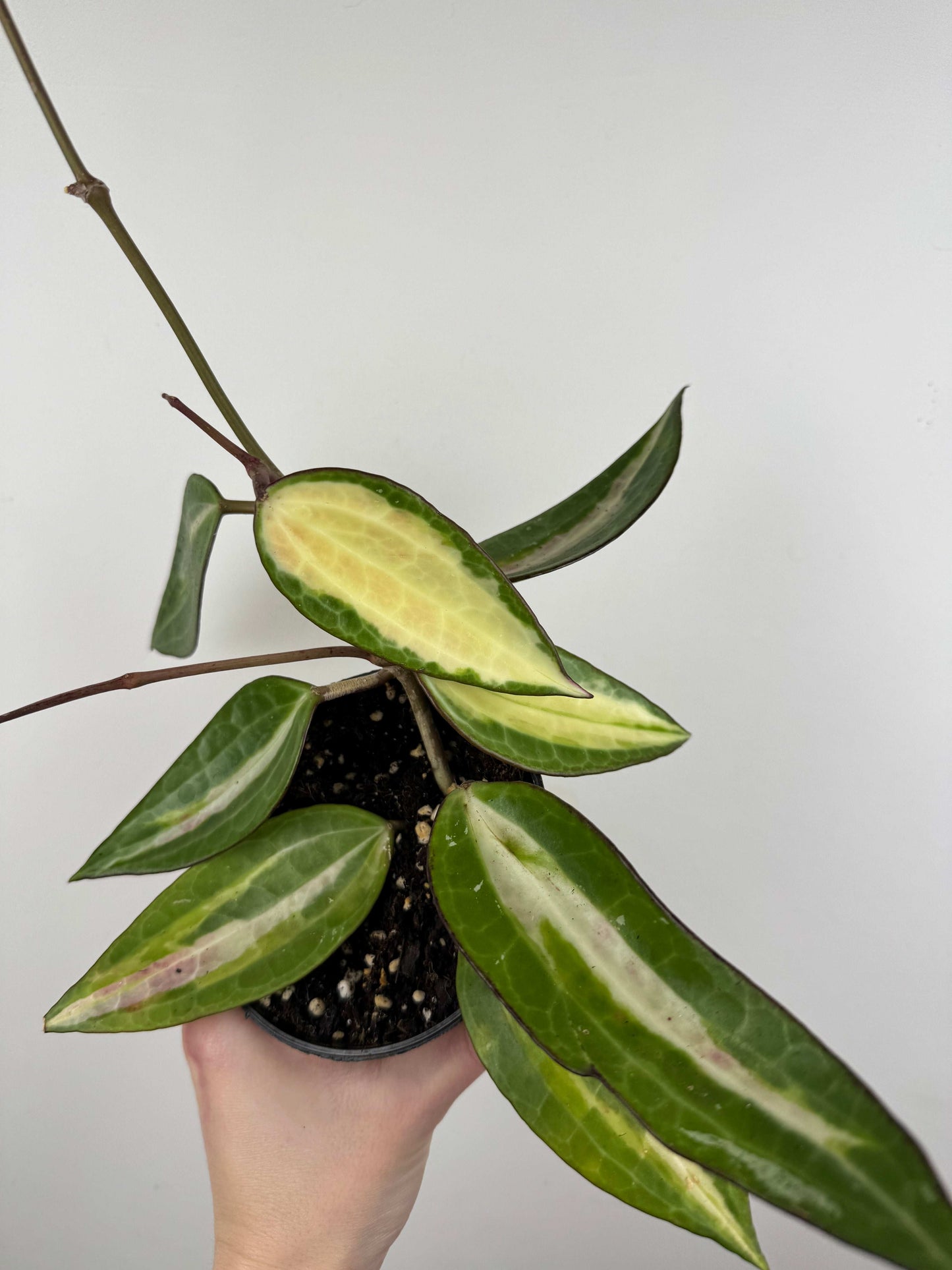 Hoya Latifolia “Pot of Gold”