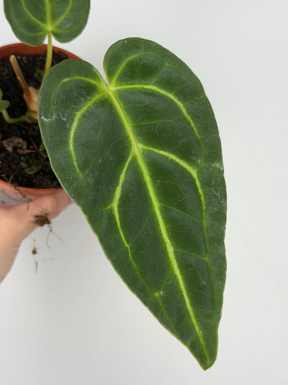 Anthurium Regale Anthurium Tropical Corner