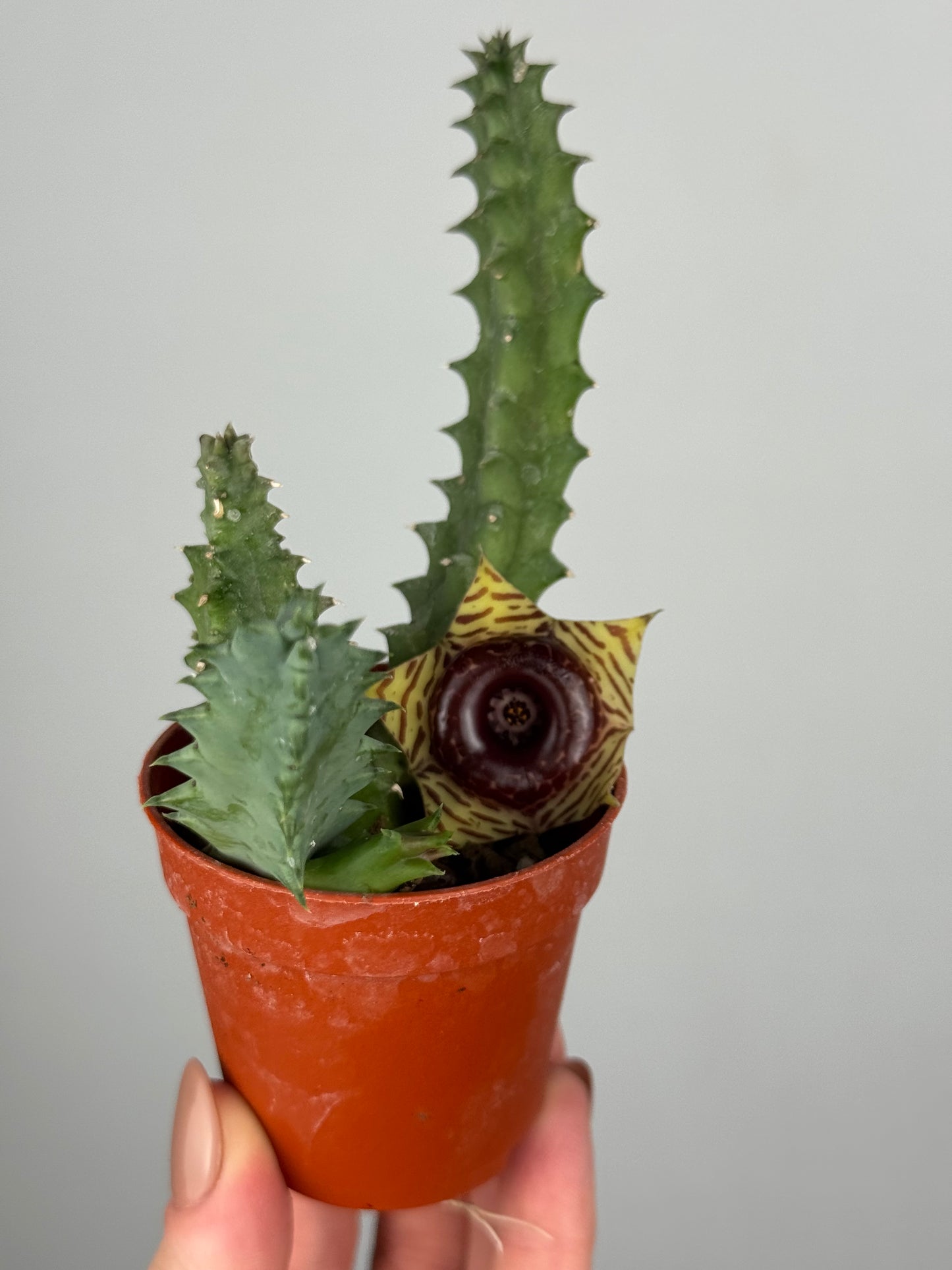 Stapelia Huernia Zebrina