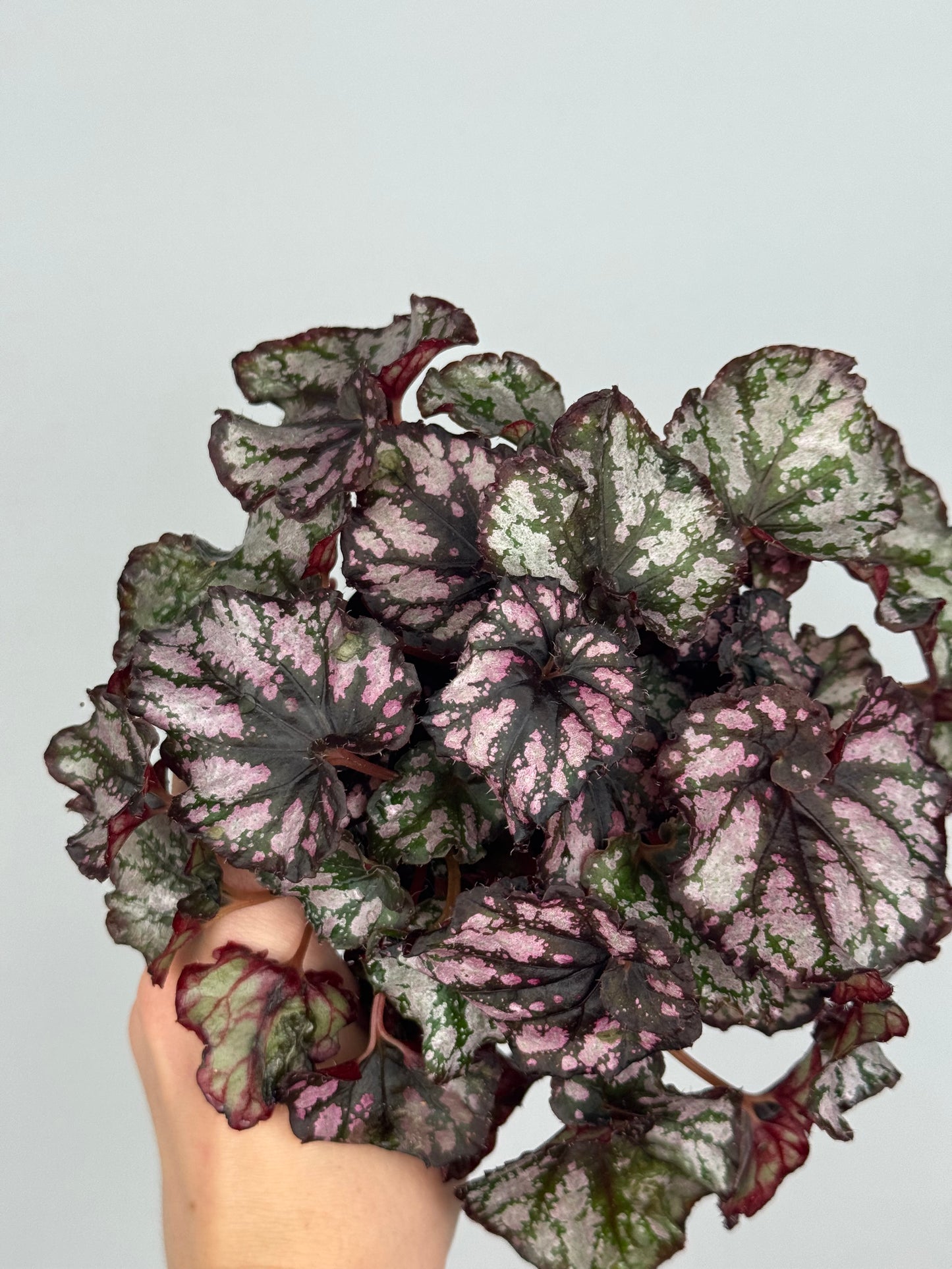 Begonia Harmony’s 'Twisted Sister'