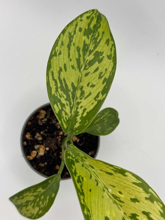 Dieffenbachia "Crocodile"