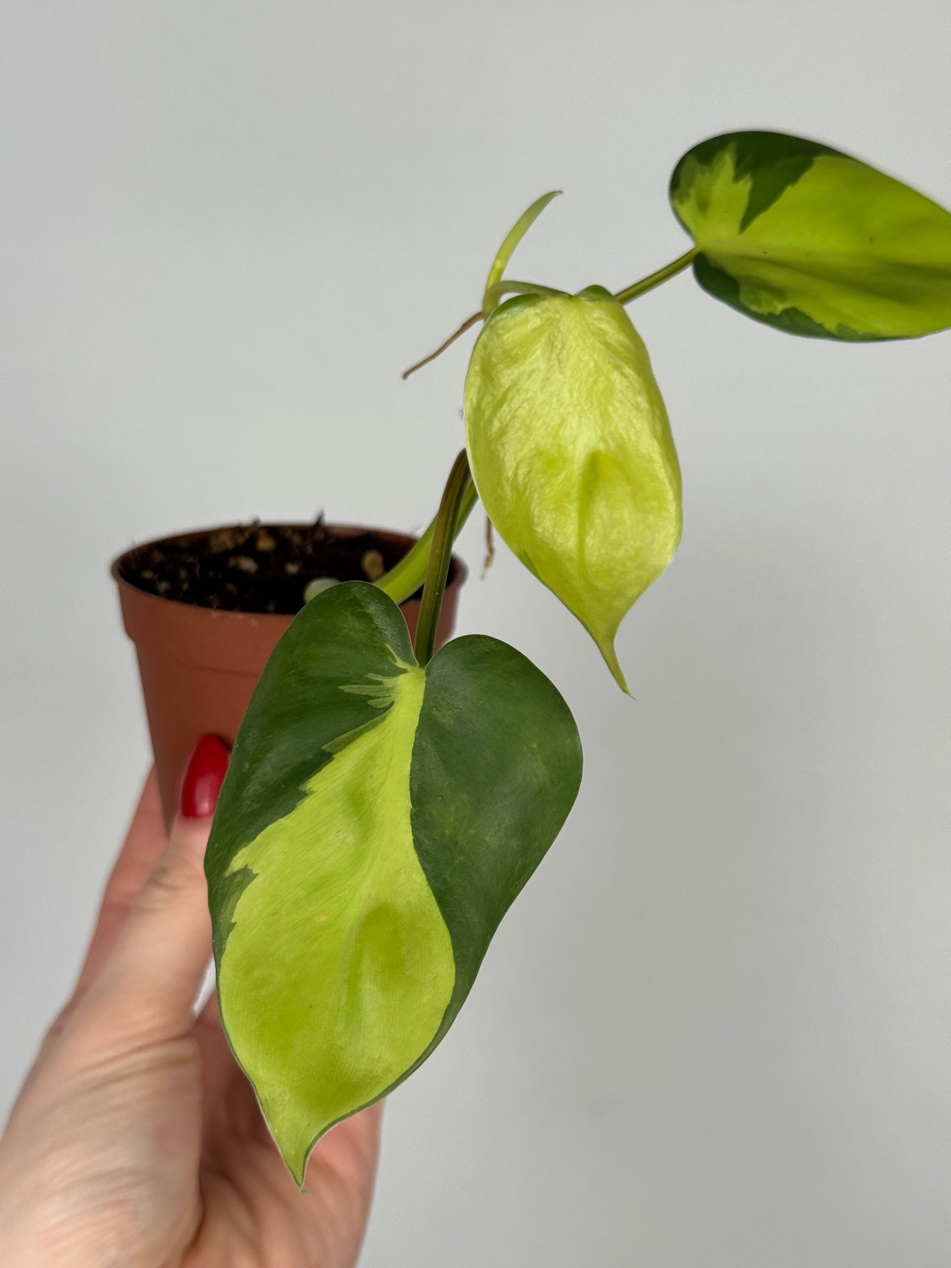 Philodendron Scandens Brasil | Silvano