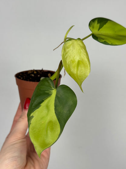 Philodendron Scandens Brasil | Silvano