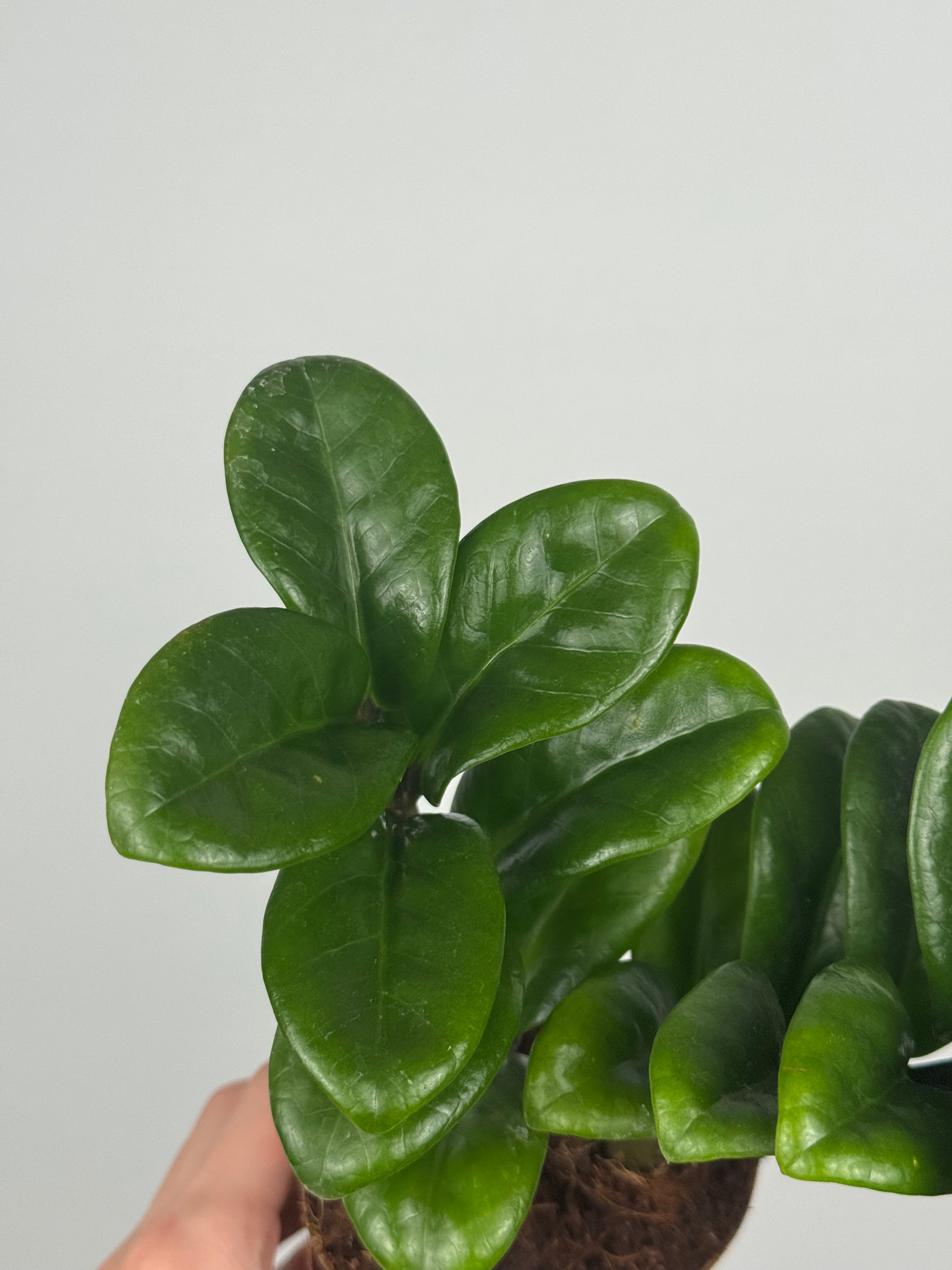 Zamioculcas Zamiifolia “Zenzi”