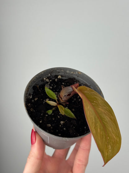 Philodendron “Prince of Orange” | Teo