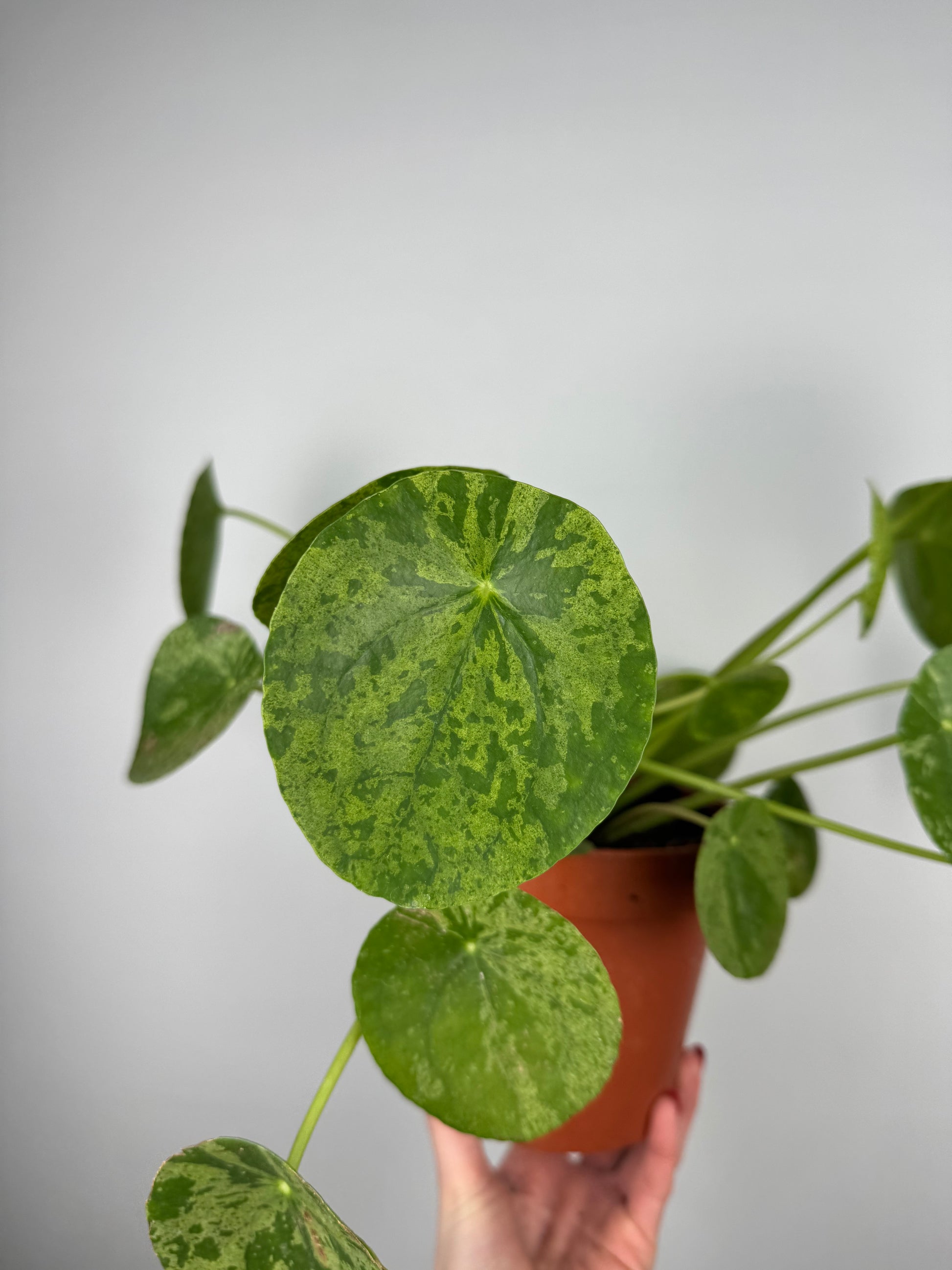 Pilea Peperomioides “Mojito”