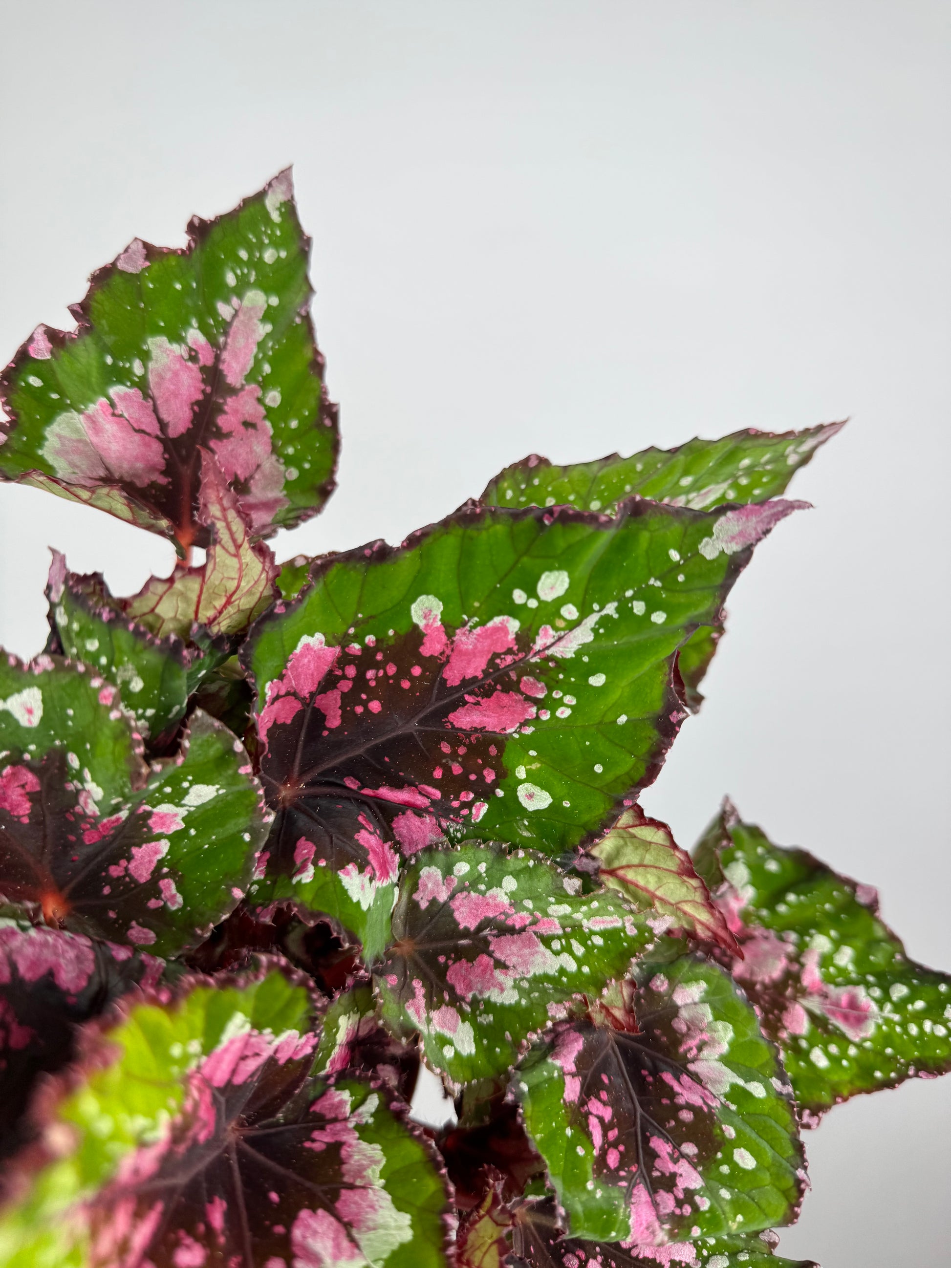 Begonia Rex “Purple Blush”