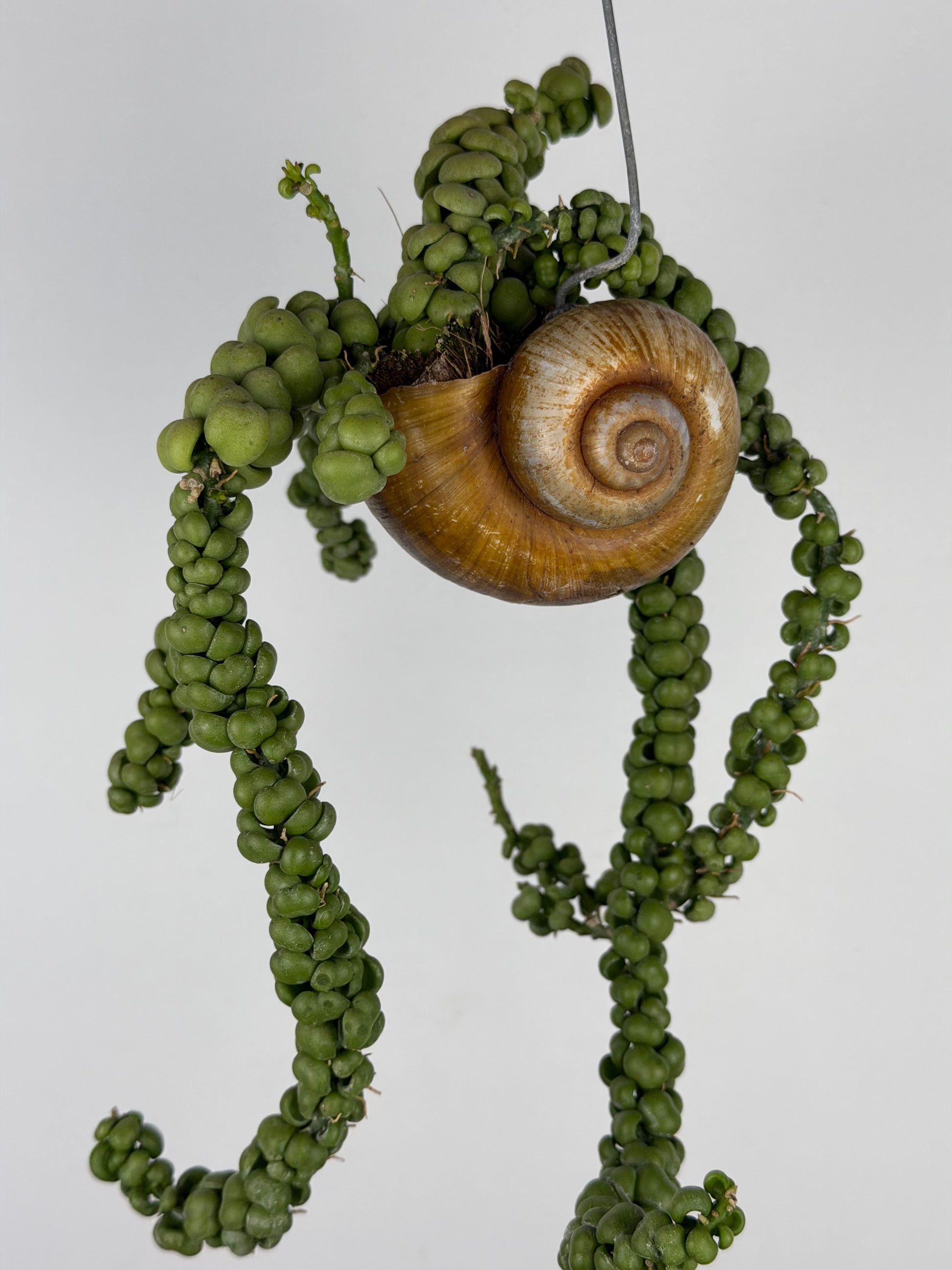Dischidia Nummularia 'Pangolin Kisses' | Shelly hang Dischidia Tropical Corner