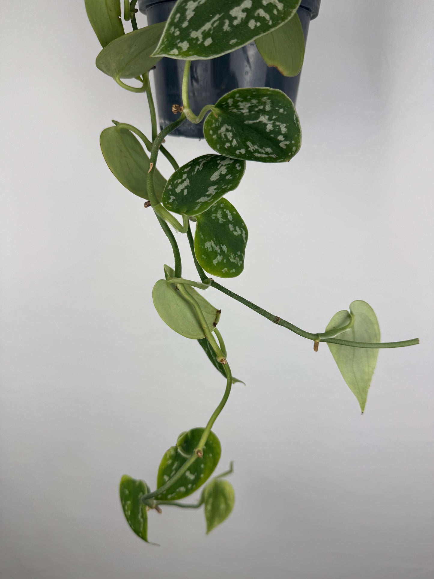 Scindapsus Pictus “Argyraeus” | Leonardo
