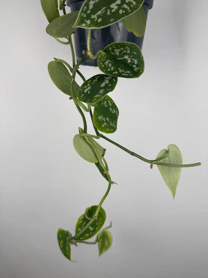 Scindapsus Pictus “Argyraeus” | Leonardo