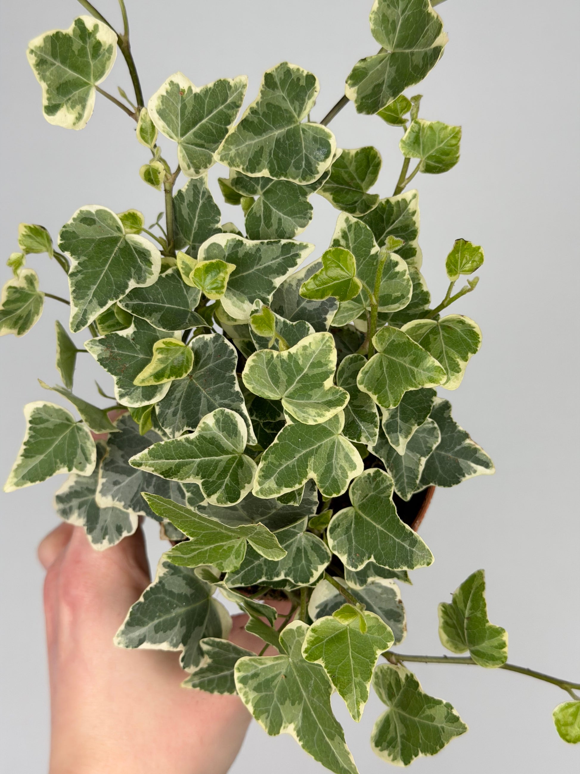Hedera hel. 'White Wonder' Hedera Tropical Corner