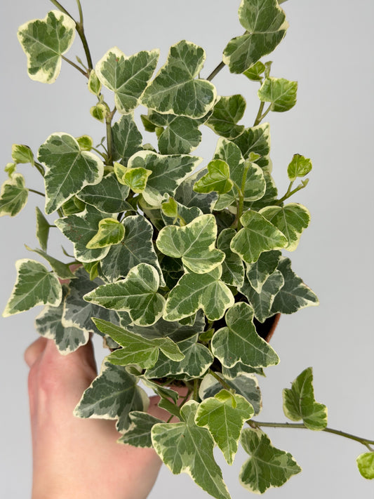Hedera hel. 'White Wonder' Hedera Tropical Corner