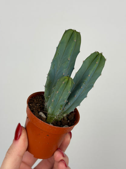 Myrtillocactus geometrizans