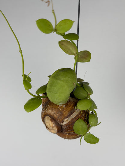 Dischidia 'Pectinoides' | Shelly hag Dischidia Tropical Corner
