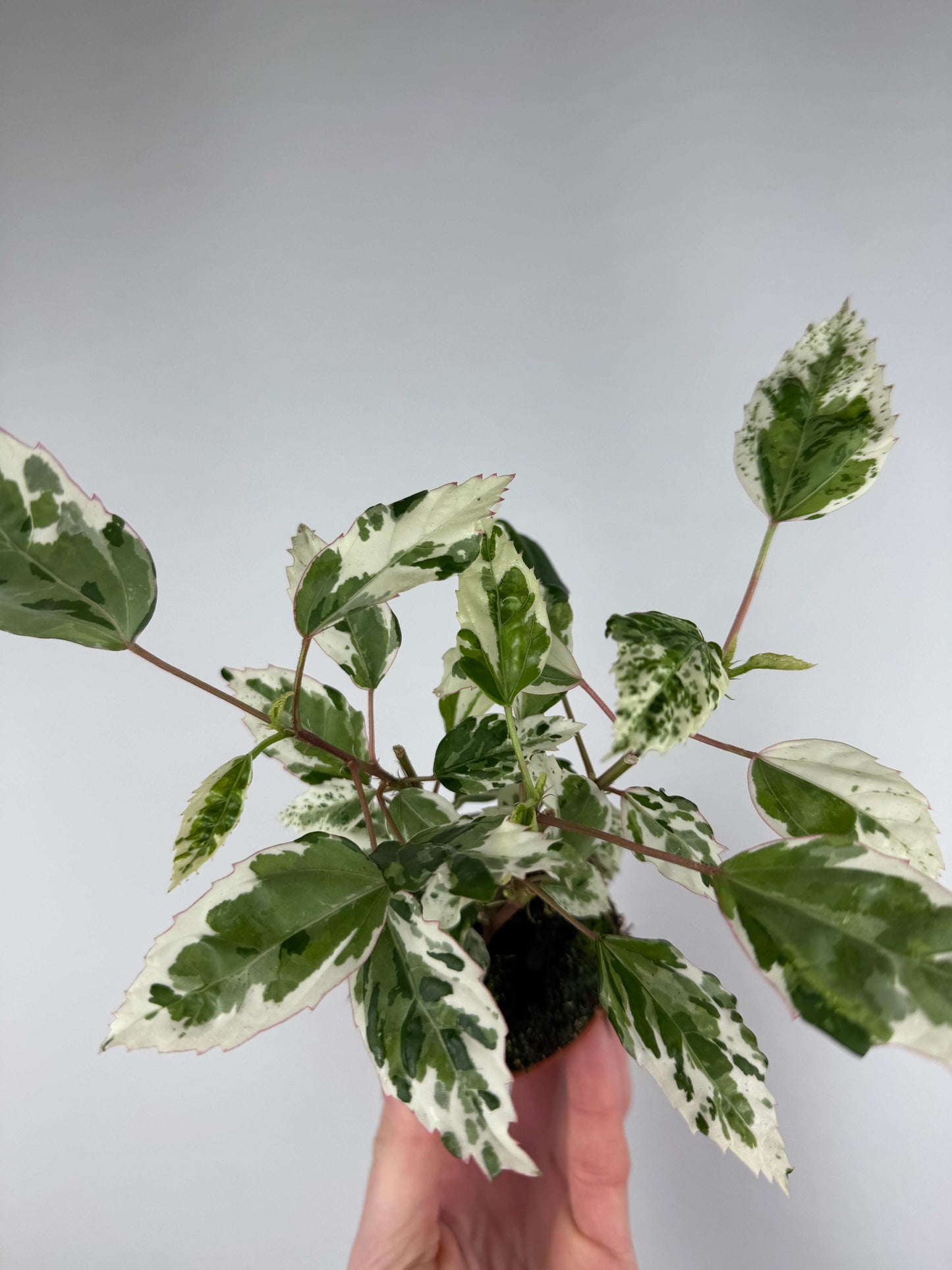 Hibiscus rosa-sinensis “Variegata”
