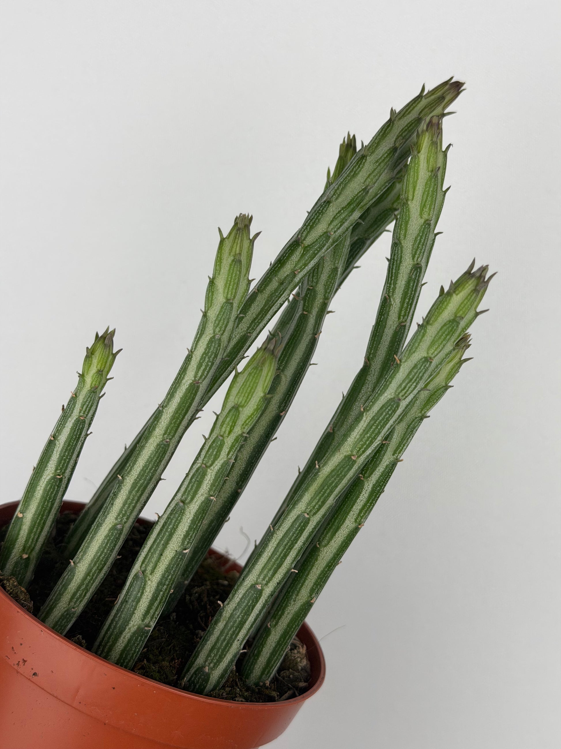 Senecio Stapeliiformis
