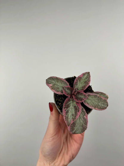Episcia “Pink Brocade”