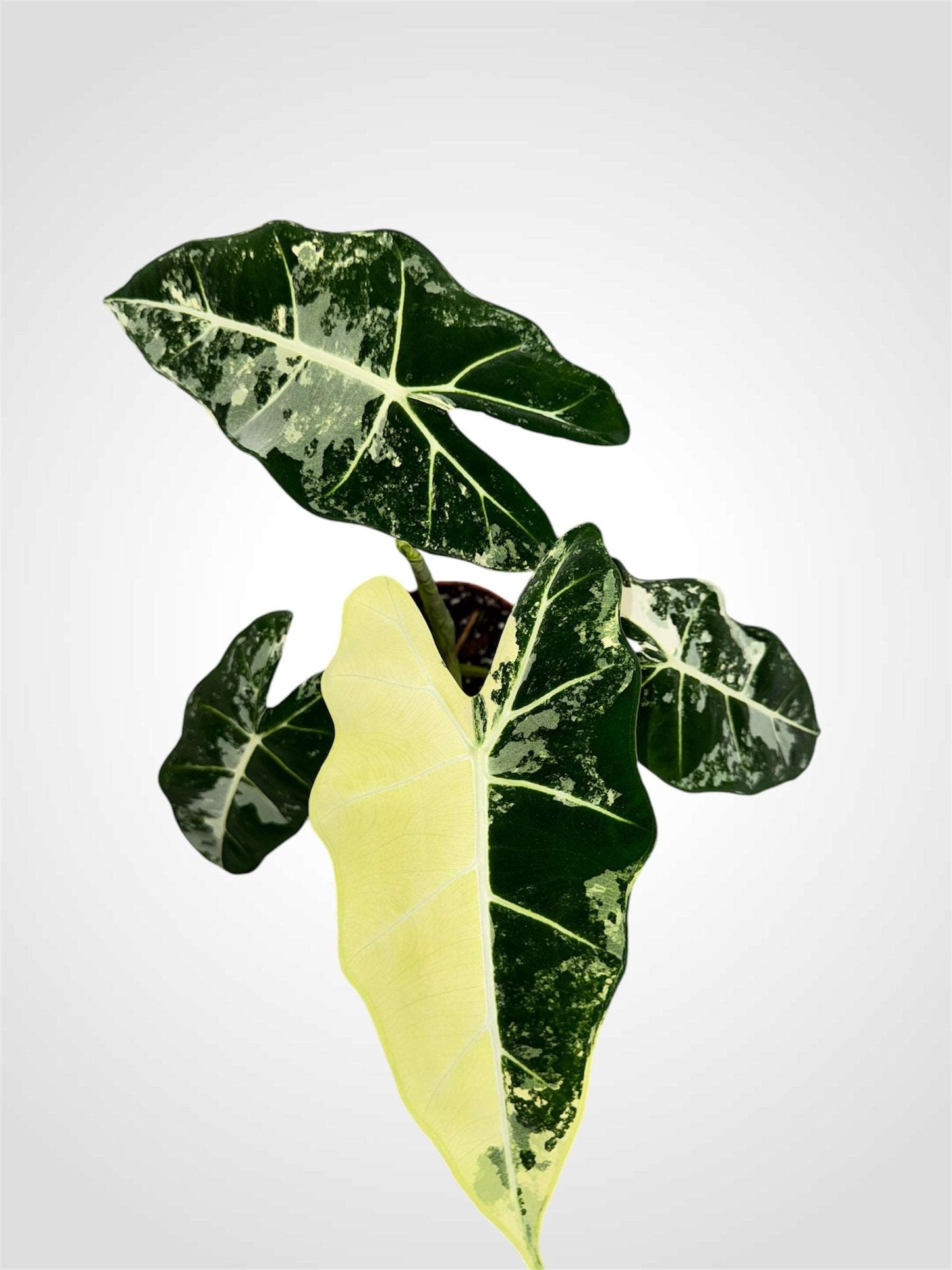 Alocasia Frydek variegata
