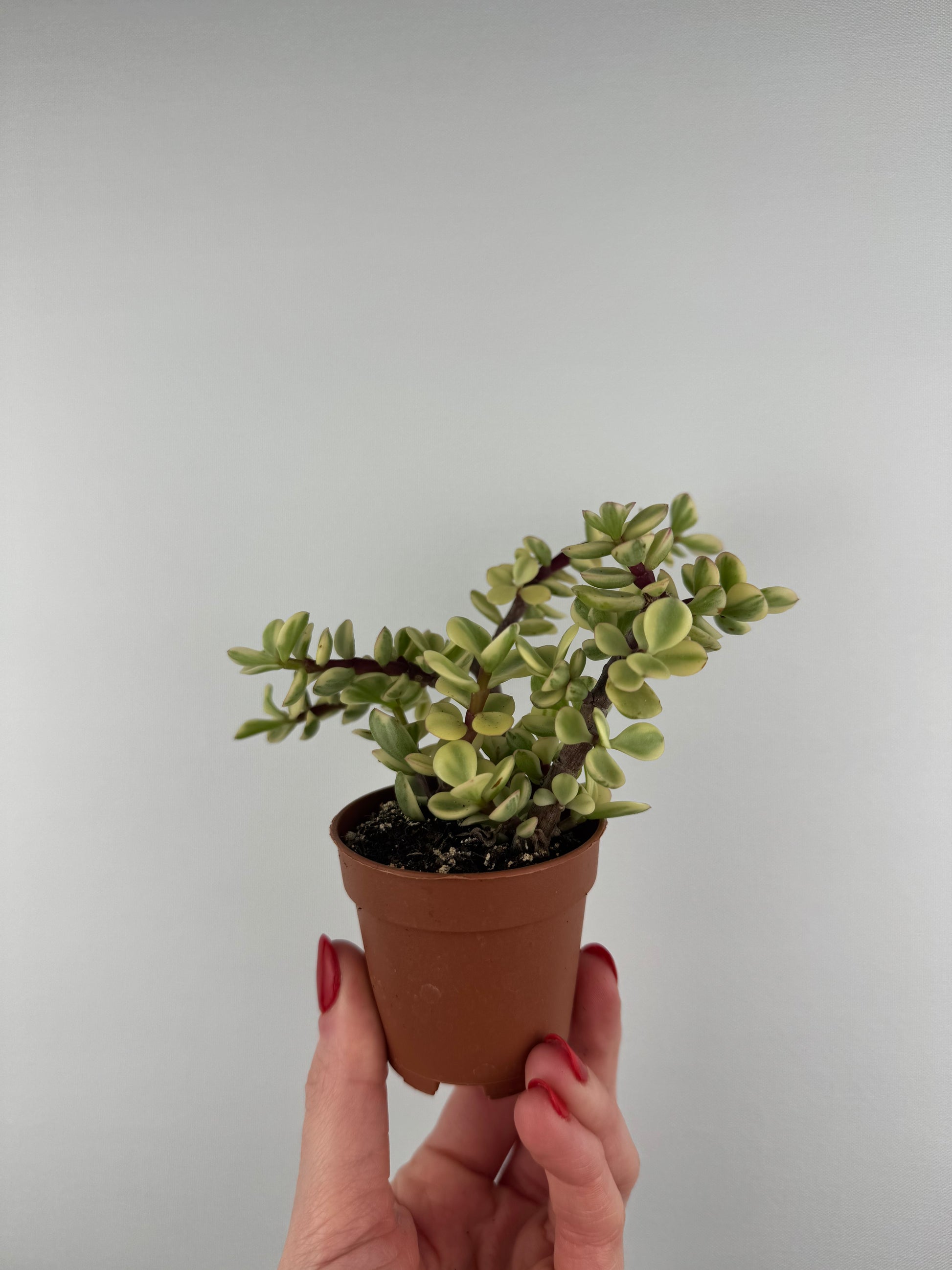 Portulacaria Afra “variegata”