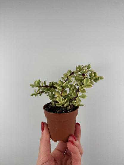 Portulacaria Afra “variegata”