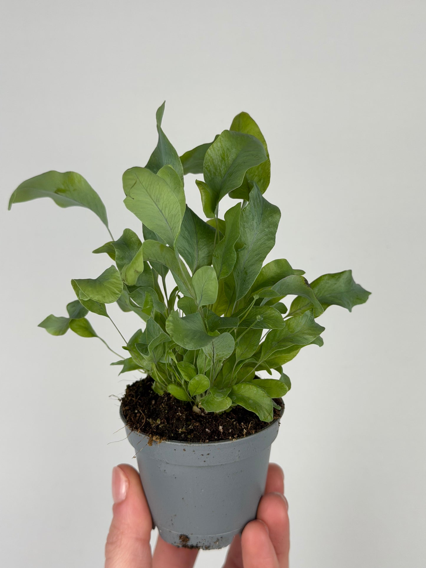 Phlebodium aureum 'Blue Star' Phlebodium Tropical Corner