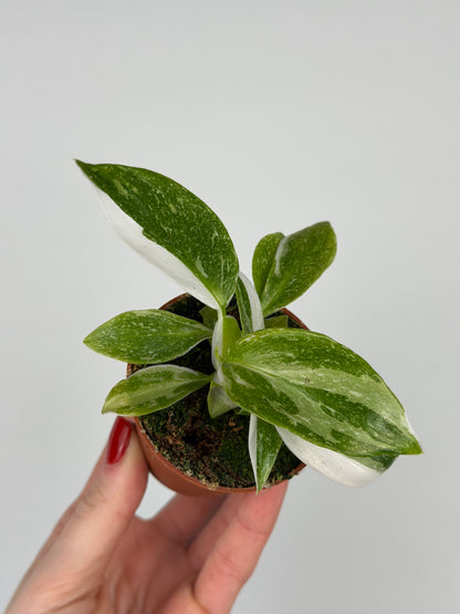 Philodendron "White Princess"