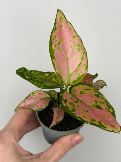 Aglaonema Red Valentine