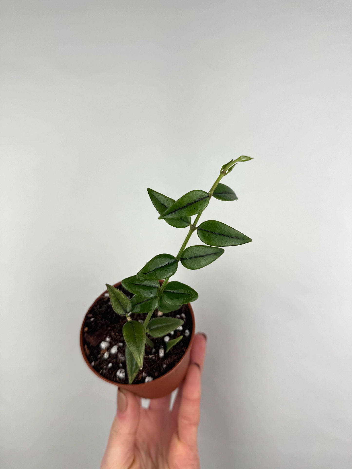 Hoya Bella