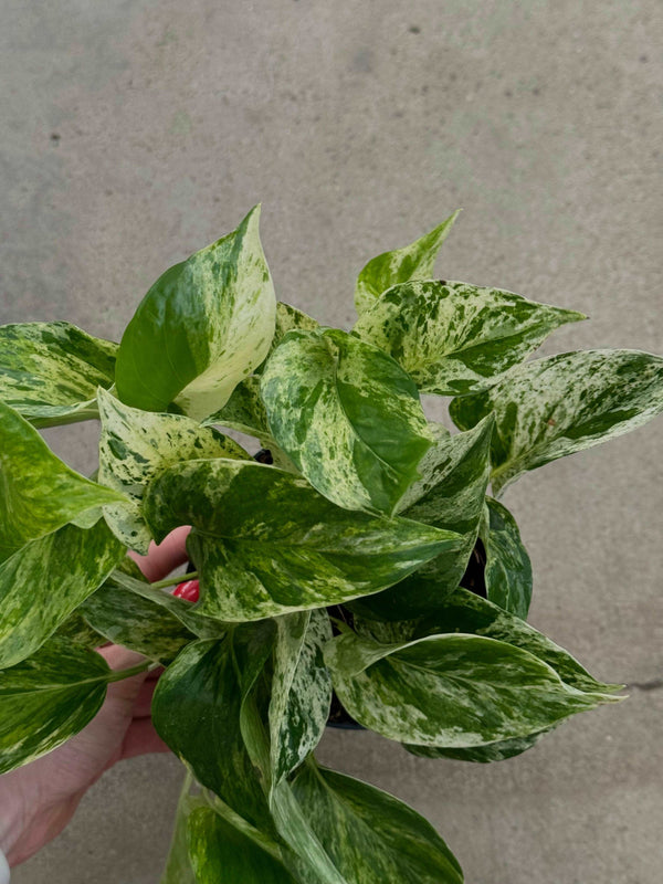Epipremnum Marble Queen