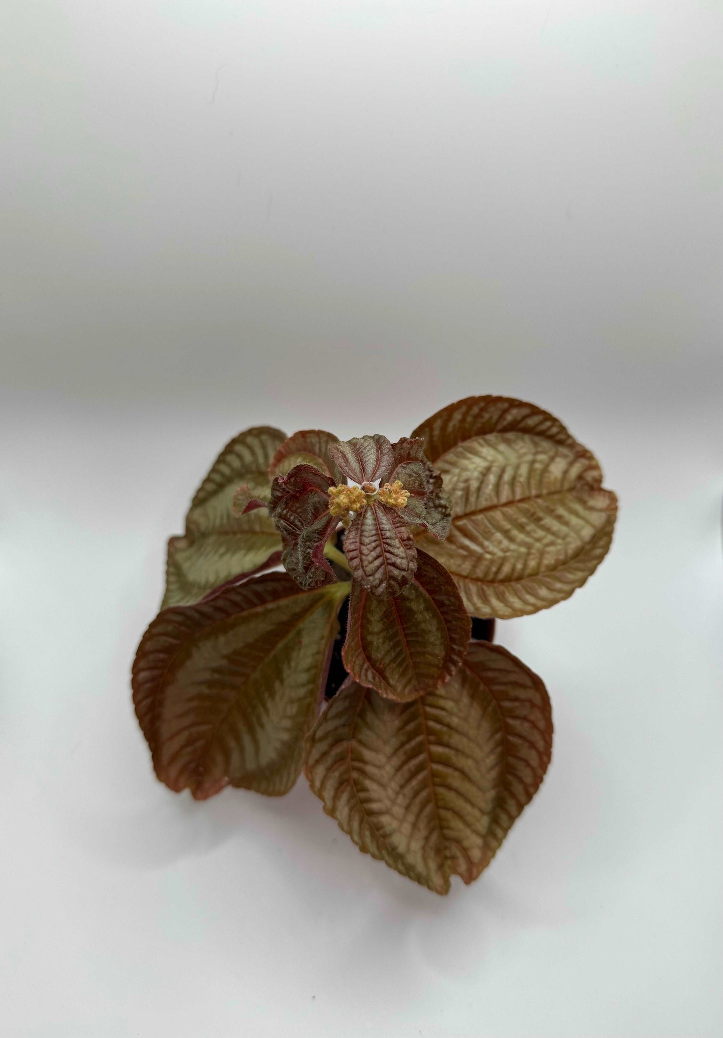 Pilea Involucrata “Norfolk”