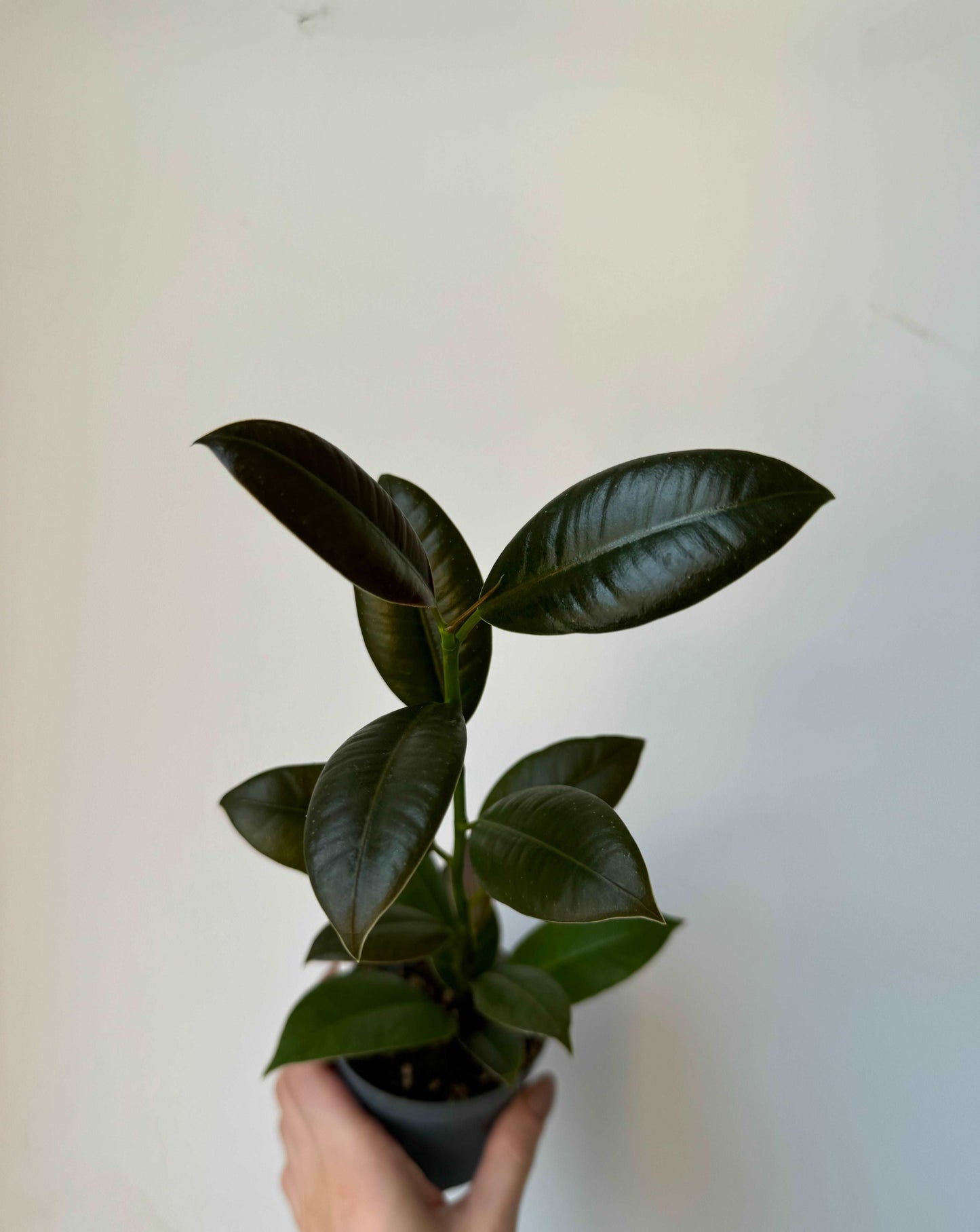 Ficus Elastica “Abidjan”