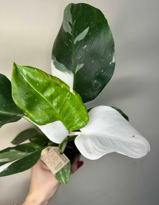 Philodendron White Wizard