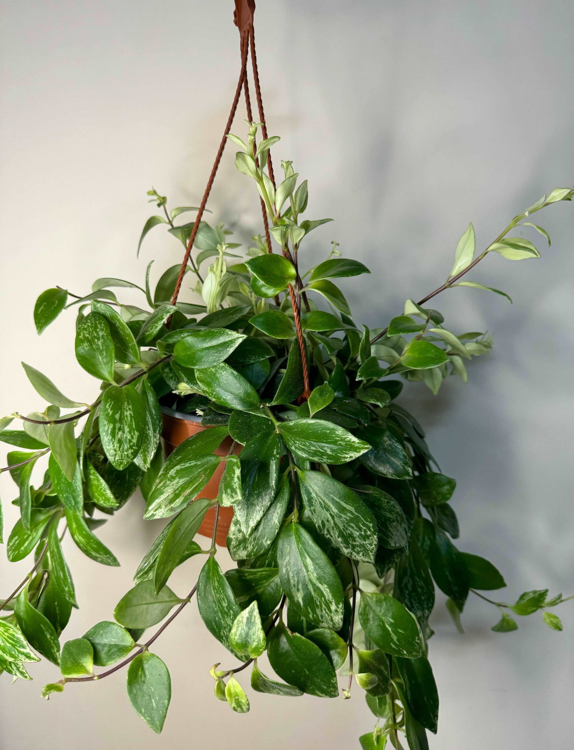 Aeschynanthus Lobbianus variegato