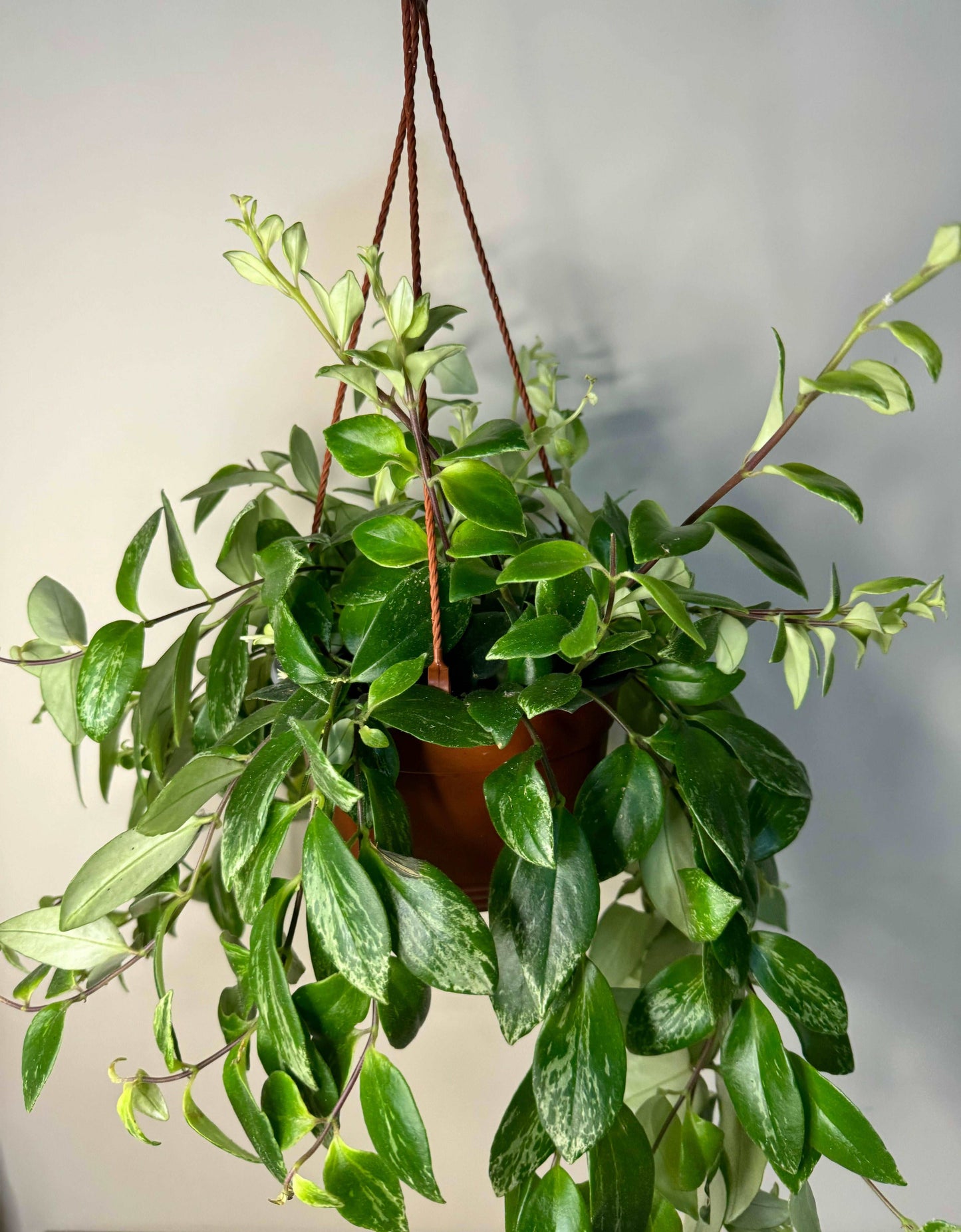 Aeschynanthus Lobbianus variegato