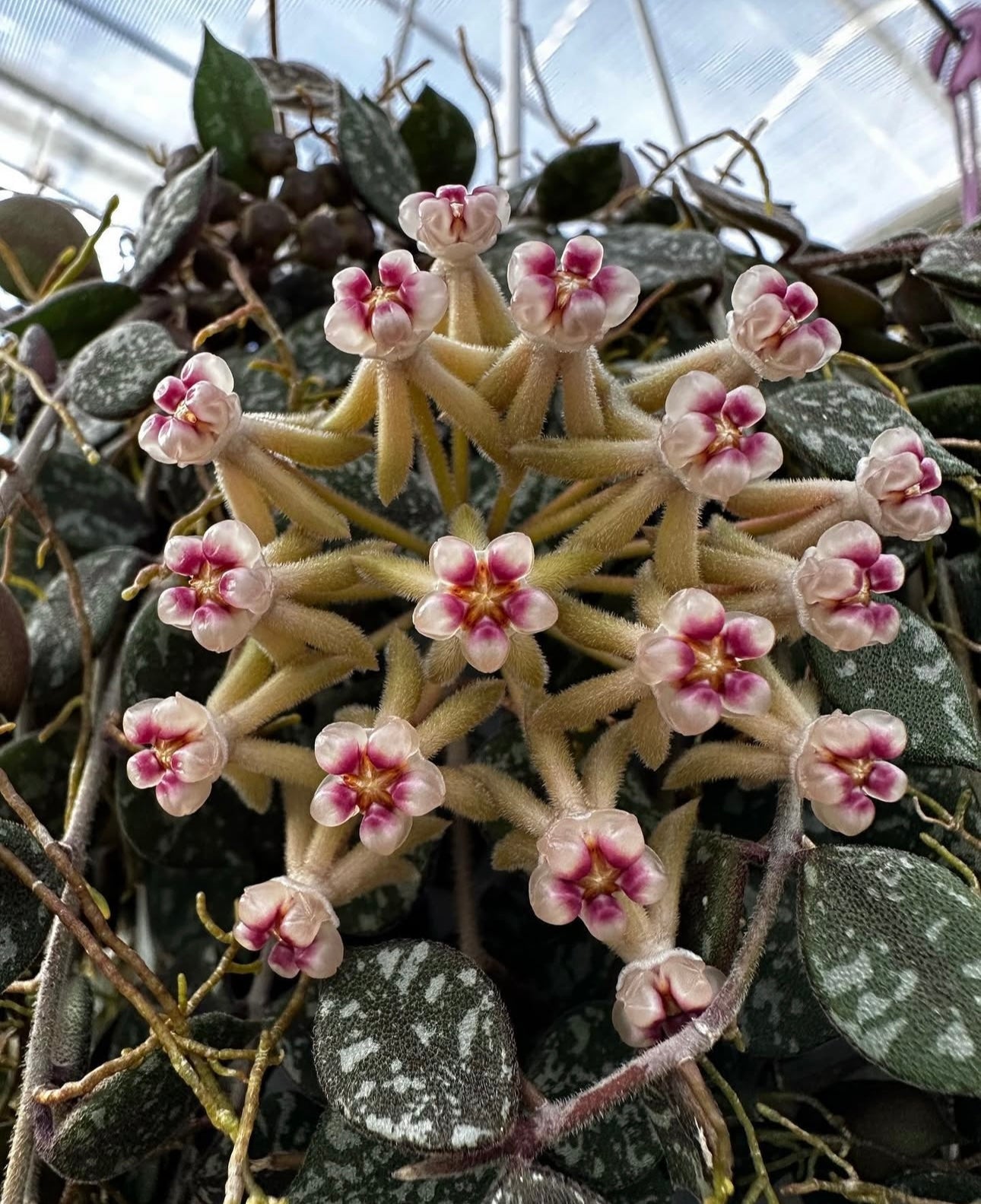 Hoya Curtisii
