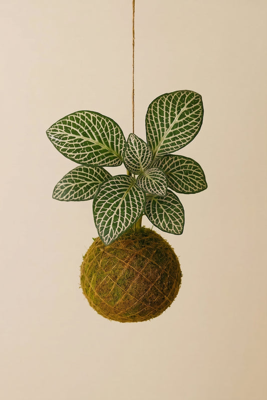 Baby Kokedama | Fittonia White Tiger