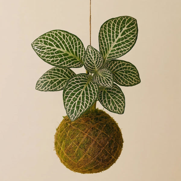 Baby Kokedama | Fittonia White Tiger