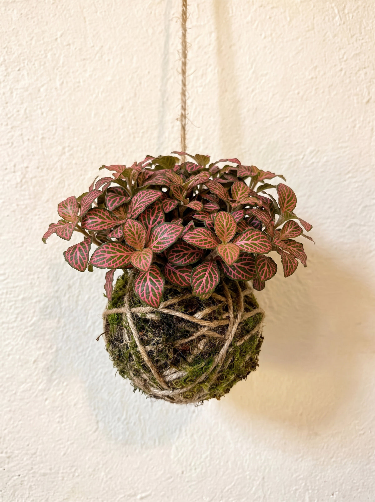 Baby Kokedama | Fittonia Pink