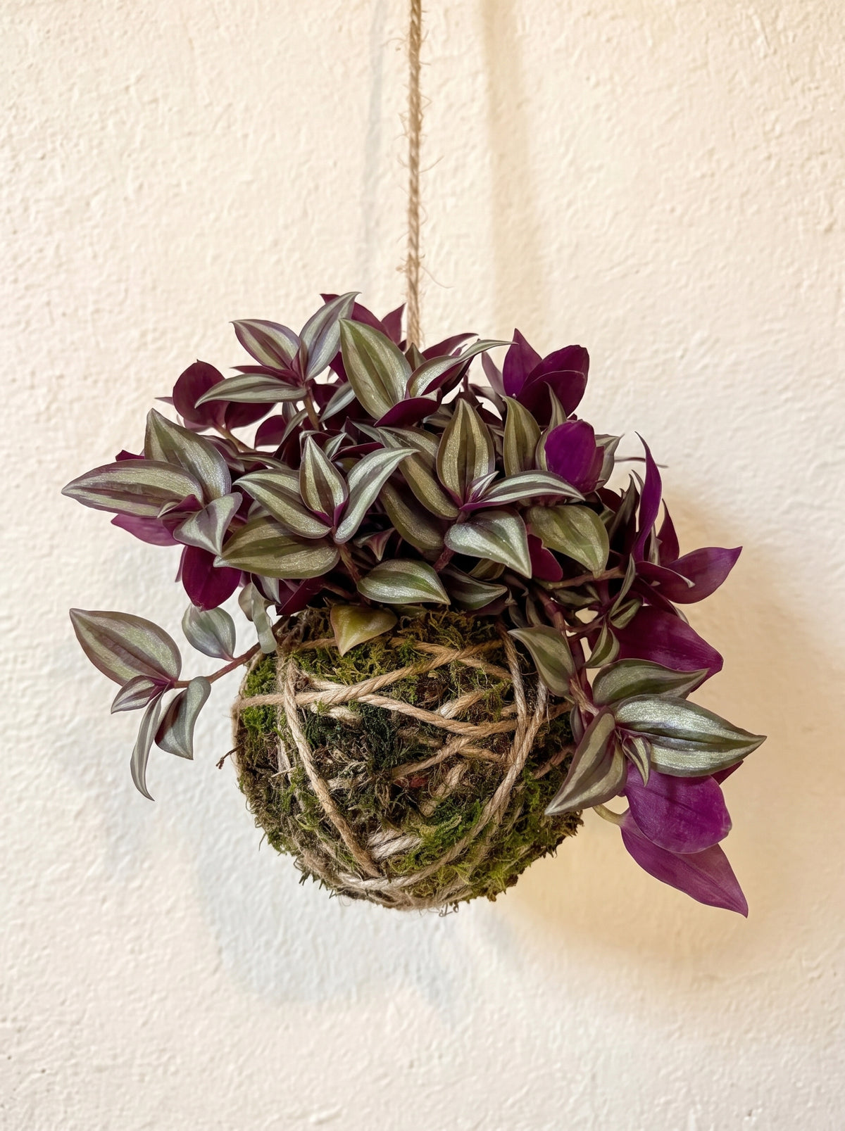 Kokedama | Tradescantia Zebrina