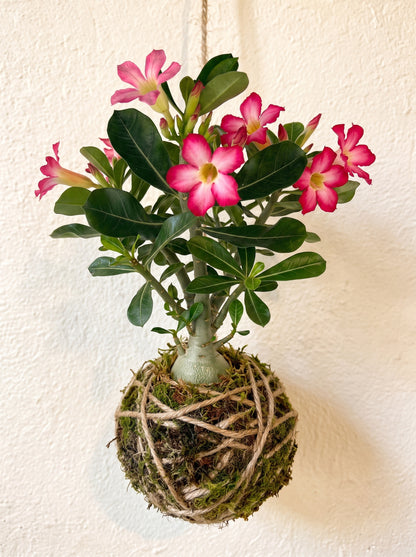 Kokedama | Adenium Obesum