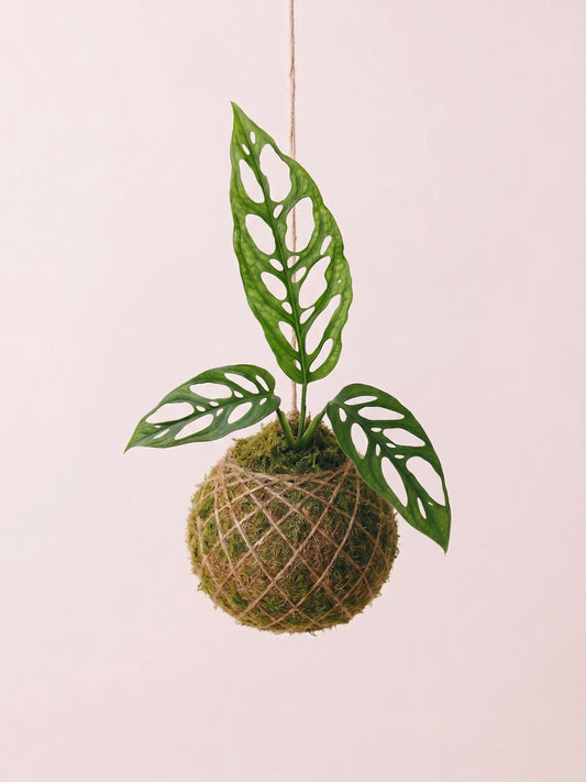 Baby Kokedama | Monstera Obliqua Perù