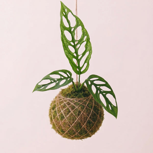 Baby Kokedama | Monstera Obliqua Perù