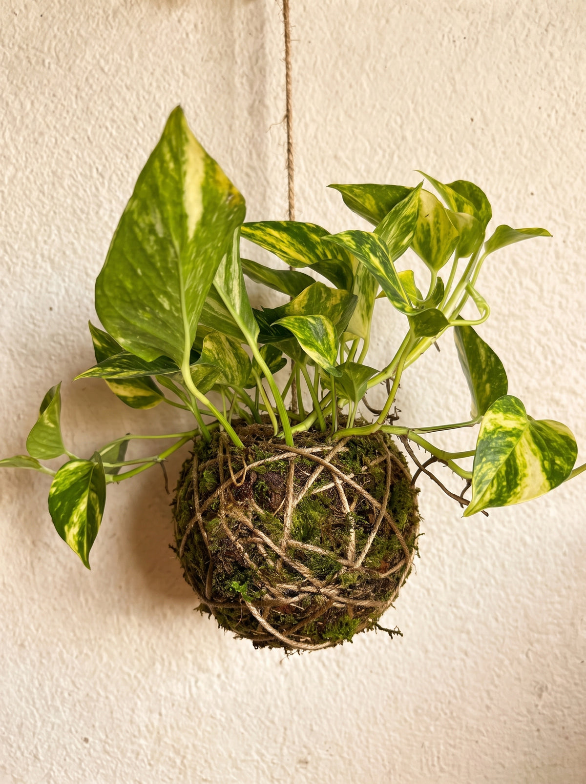 Kokedama | Epipremnum pinnatum 'Hicolor'