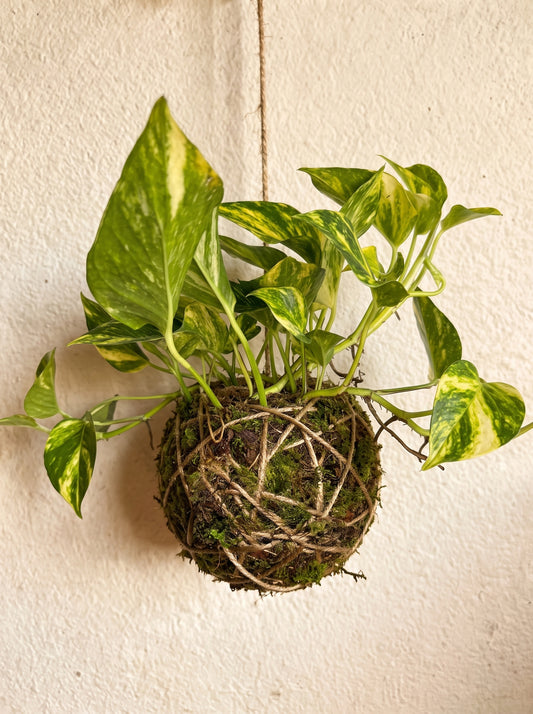 Kokedama | Epipremnum pinnatum 'Hicolor'