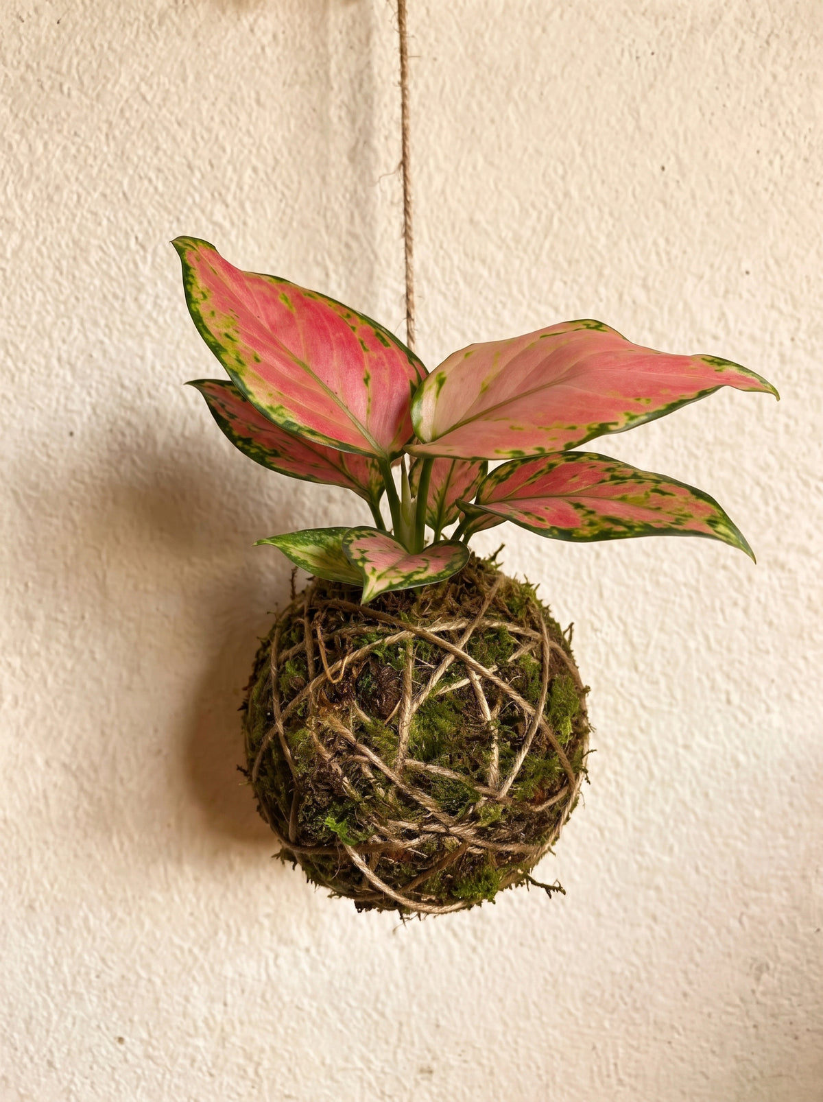 Baby Kokedama | Aglaonema Red Valentine