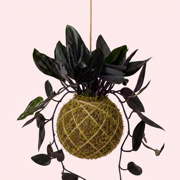 Kokedama | Scindapsus Treubii 'Dark Form'