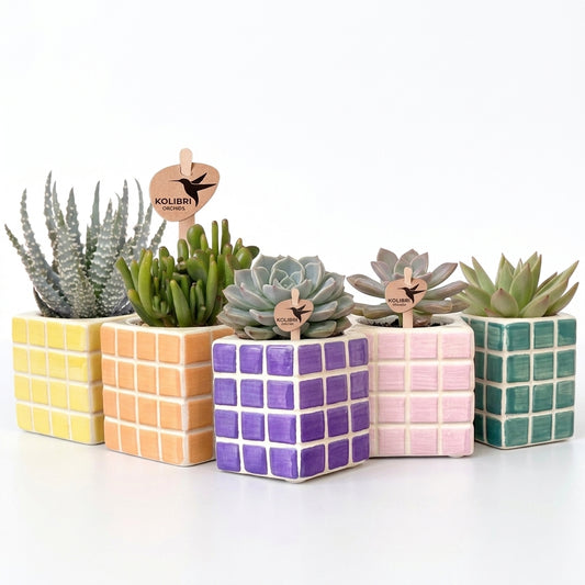 SuccuSet 'Mosa' Succuset Tropical Corner