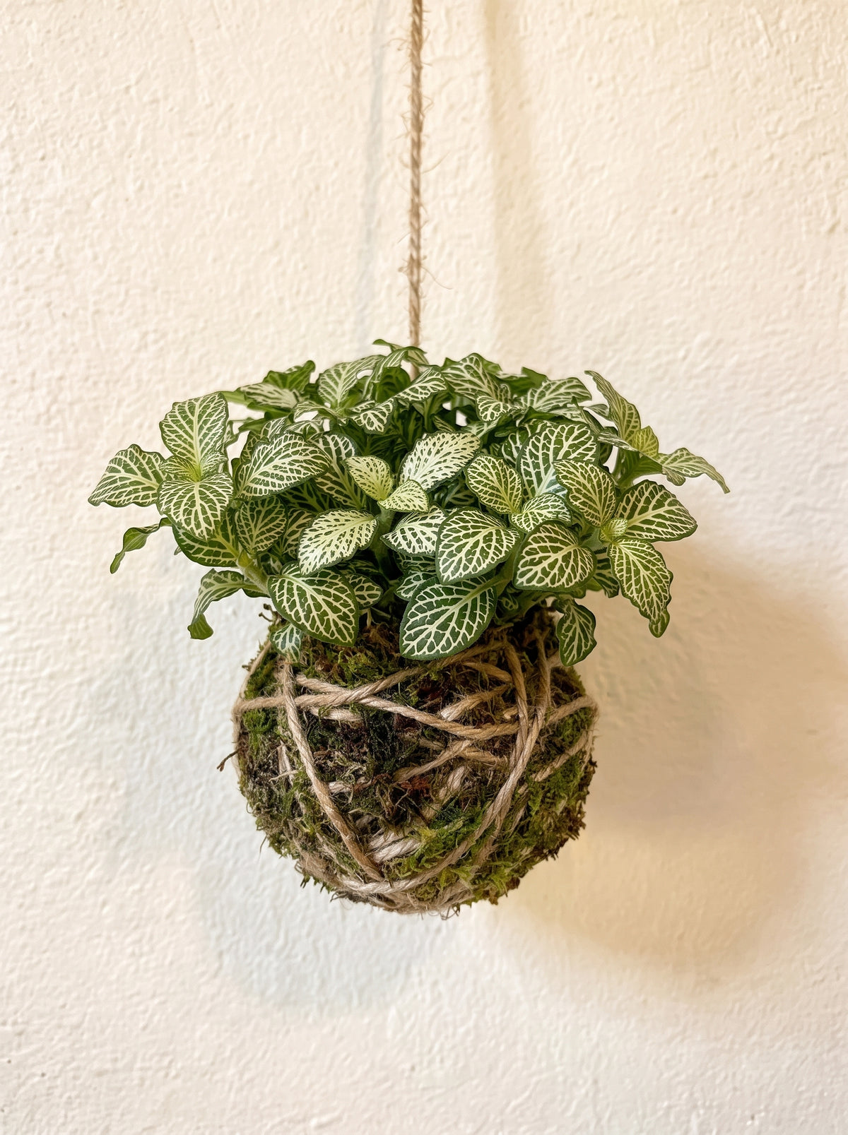 Baby Kokedama | Fittonia White Tiger