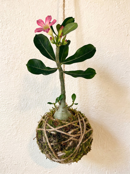 Kokedama | Adenium Obesum
